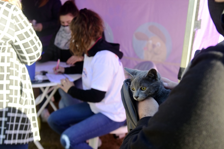 Megaoperativo de vacunación en La Plata por un gato con rabia: habrá una posta fija y un despliegue ”puerta a puerta”