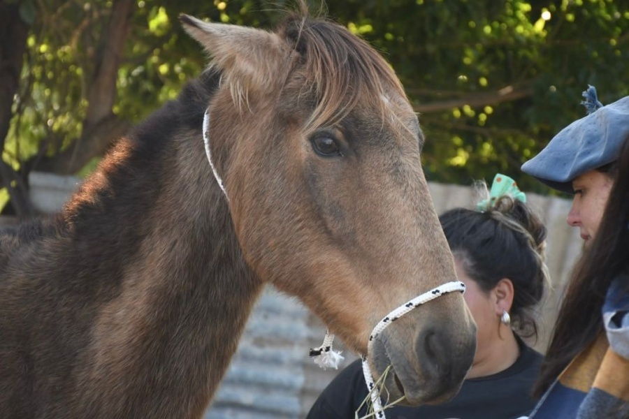 Pusieron en venta el hospital de caballos donde realizan prácticas estudiantes de La Plata