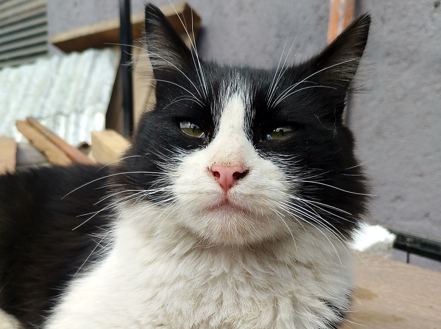 Lloró, se despidió de su gato y lo enterró; al rato, Lucifer ya estaba de vuelta