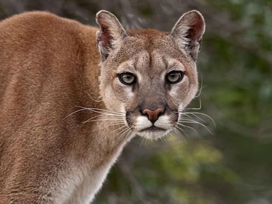 Se dio por finalizada la búsqueda del puma que preocupo a Villa Gesell