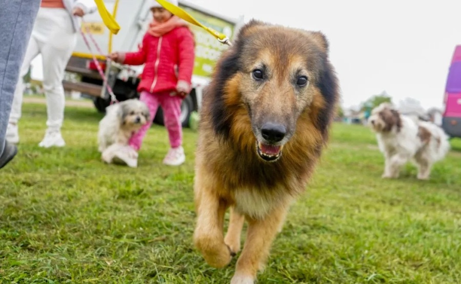 Vecinos de Ringuelet podrán vacunar gratuitamente a sus perros y gatos la próxima semana