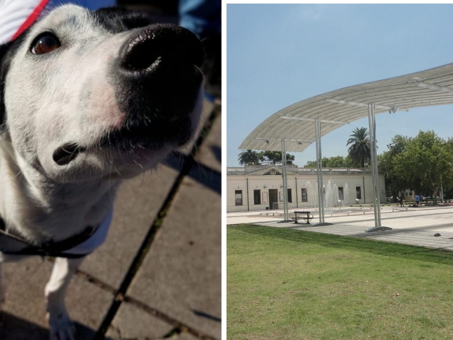 Con charlas y sorteos, este domingo se realizó la Sexta Jornada de Adopción 2025 en Plaza Malvinas