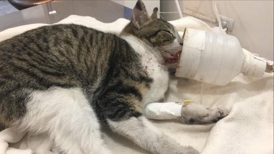 Encontraron una gata atropellada, pidieron dinero, les donaron de más y ahora quieren darlo a otras protectoras