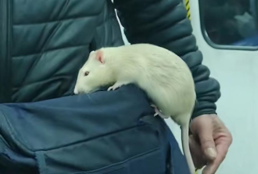 Viajaba en el tren Roca de La Plata y un hombre hizo un ”show” con un llamativo animalito: ”Le dije que me daba fobia”