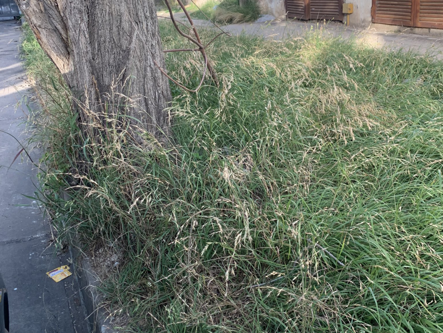 En la zona del Hospital San Juan de Dios se quejaron por contenedores que ”estallan” de basura