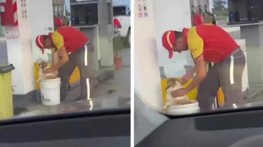 “No todo está perdido”, un playero baña perritos por el calor, y la gente reaccionó en las redes sociales