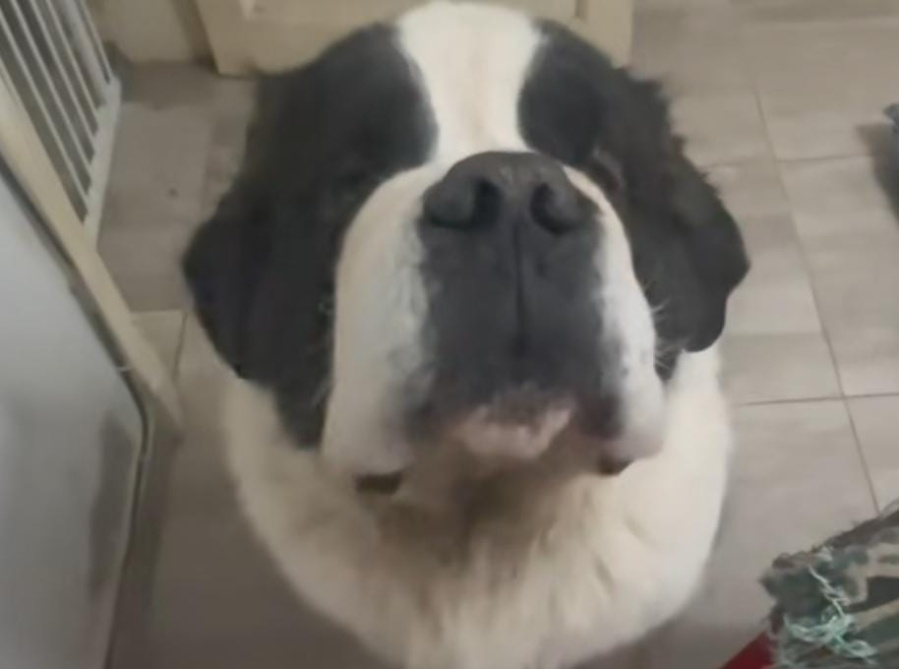 Fue de visita a la casa de su mamá y sorprendió a su perro ”tomando su cuarto”: ”Le dieron la del caniche”