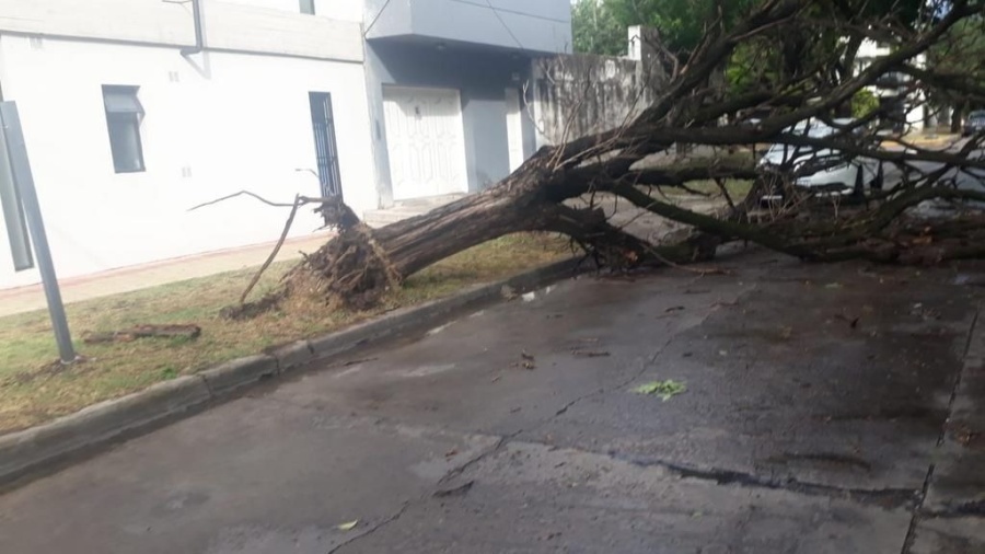 Vecinos denuncian la caída de arboles y suciedad en 30 y 52