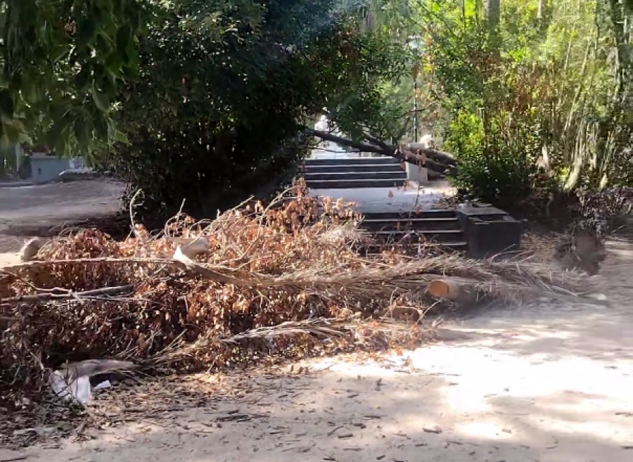 Pidieron retirar grandes ramas y troncos que complican el panorama en el Parque Saavedra