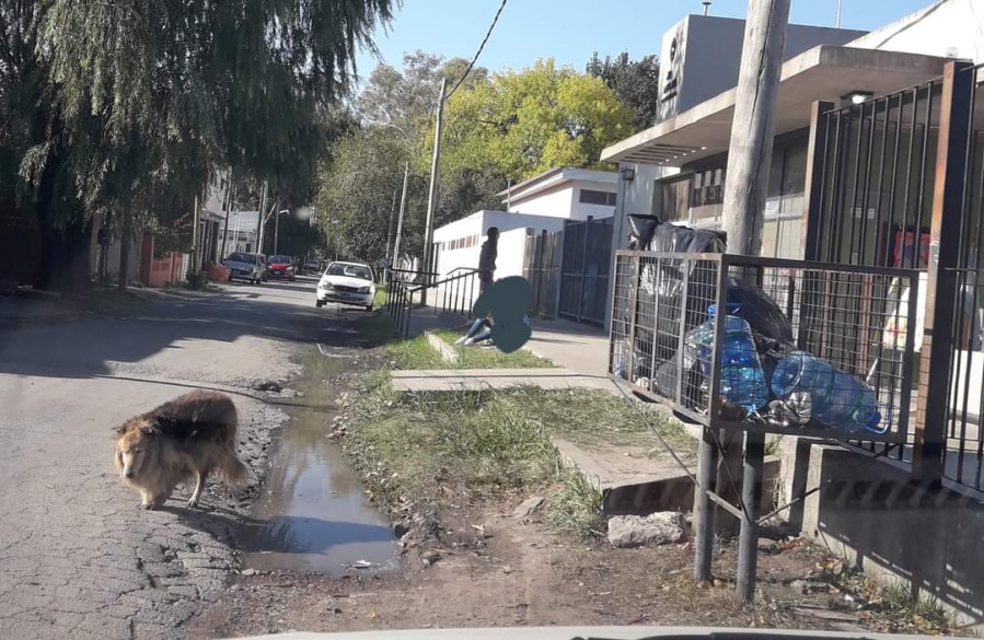 ”Hace varios años que está en las mismas condiciones”: en Los Hornos reclaman por el estado de la entrada de un jardín