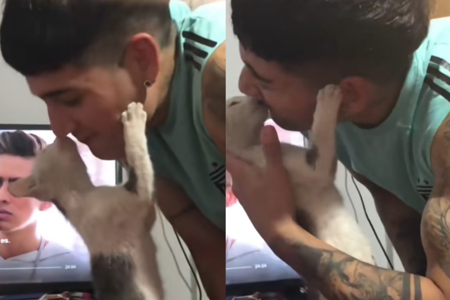 ”Ya me da celos gente”: su gatita se enamoró de su novio y el video besándolo se hizo popular en las redes