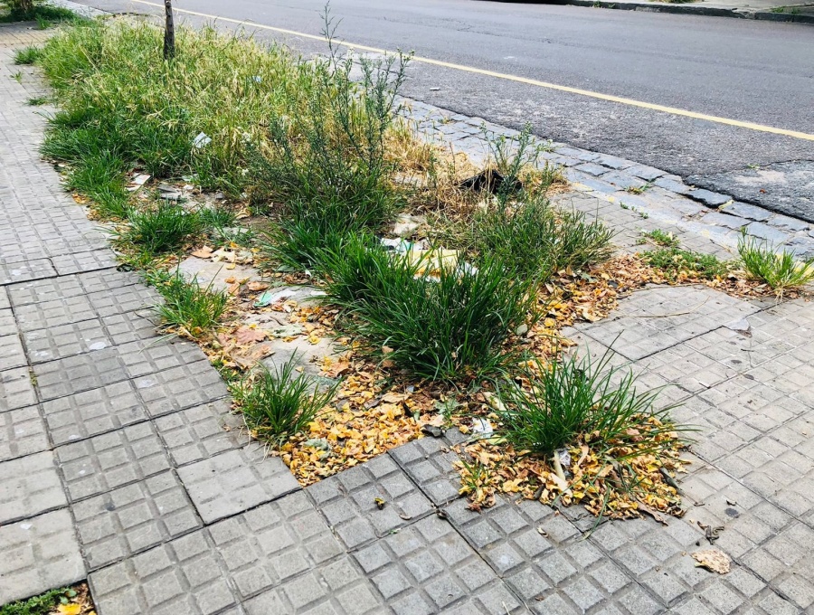 Malestar de vecinos por el pasto largo en 17 y 41