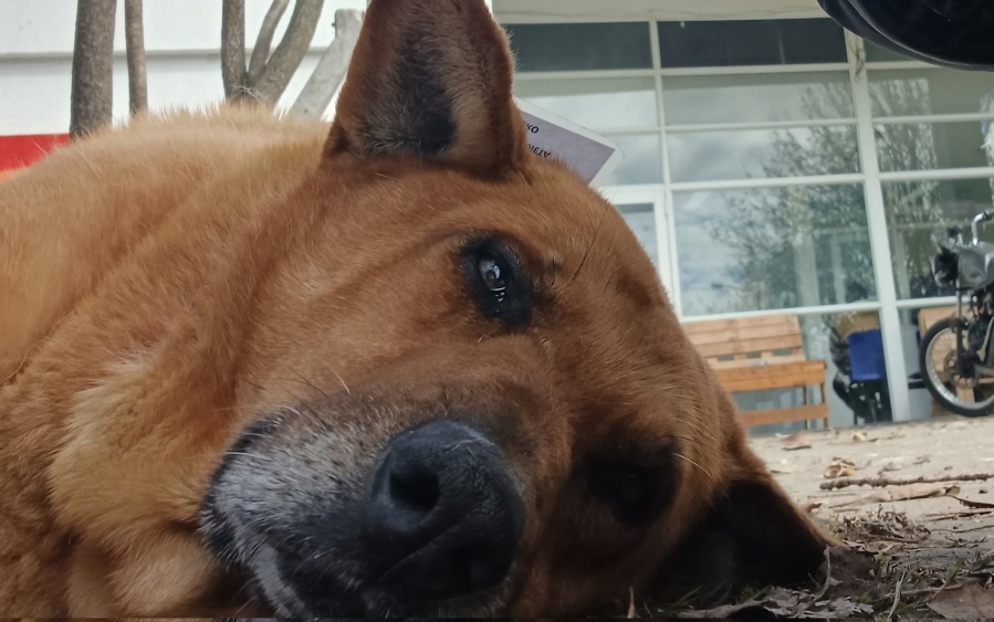 Quiso acariciar a un perro pero un mensaje que tenía colgado en el cuello lo tomó por sorpresa: ”Déjenlos ser felices”