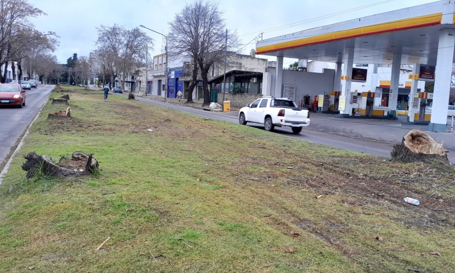 La tala masiva en diagonal 74 genera indignación en los vecinos por la destrucción del arbolado