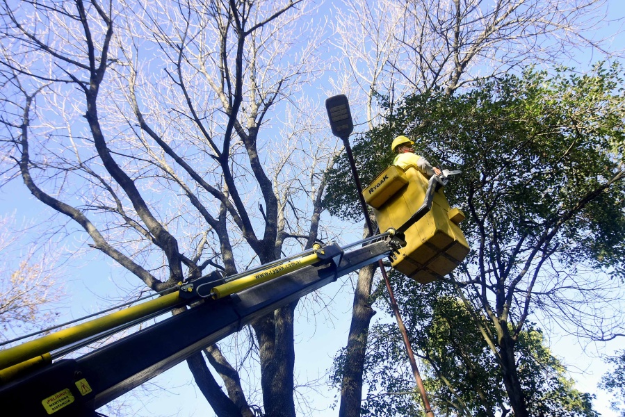 Quitaron ramas que interferían en semáforos y cableado eléctrico en distintos barrios de La Plata