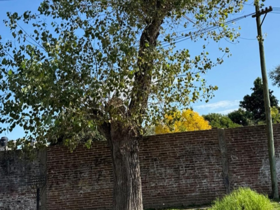 En 86 entre 117 y 188 vecinos reclaman poda de un árbol