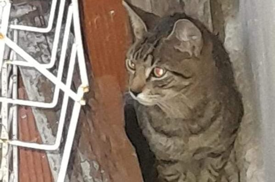 Una gatita fue arrojada por su dueña en La Plata a través de un paredón pero encontró la ”salvación”: ”Es muy tierna”