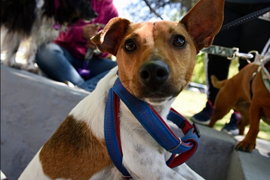 Avanza el operativo de vacunación para perros y gatos en La Plata