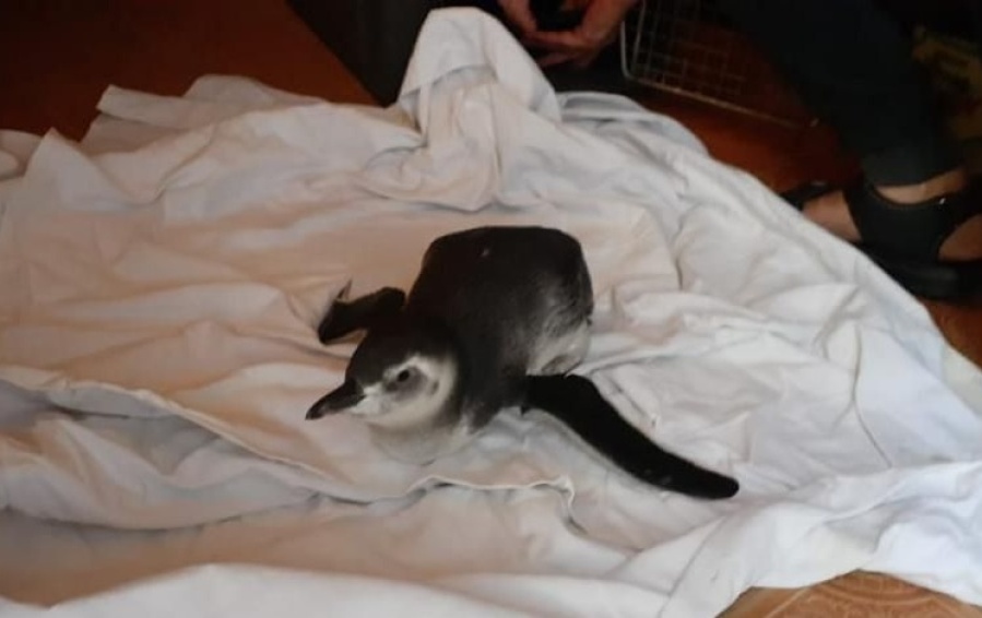 La aparición de un pingüino sorprendió a los bañistas que se encontraban en la costa de Berisso