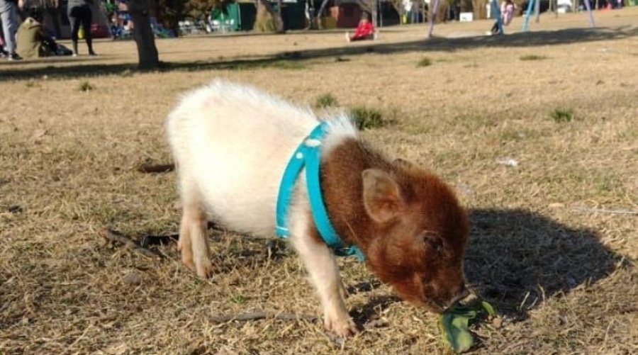 Un grupo de ladrones ingresaron a una casa de La Plata y se robaron hasta un chancho: piden ayuda para encontrarlo
