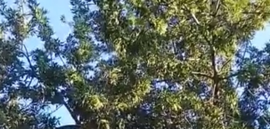 ”La poda de un árbol también equivale a la seguridad”: la protesta de los vecinos de la esquina de 36 y 121