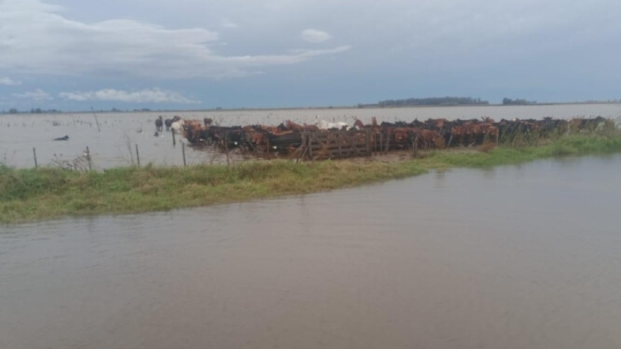 ARBA eximió del Inmobiliario Rural a productores de 19 distritos bonaerenses afectados por inundaciones