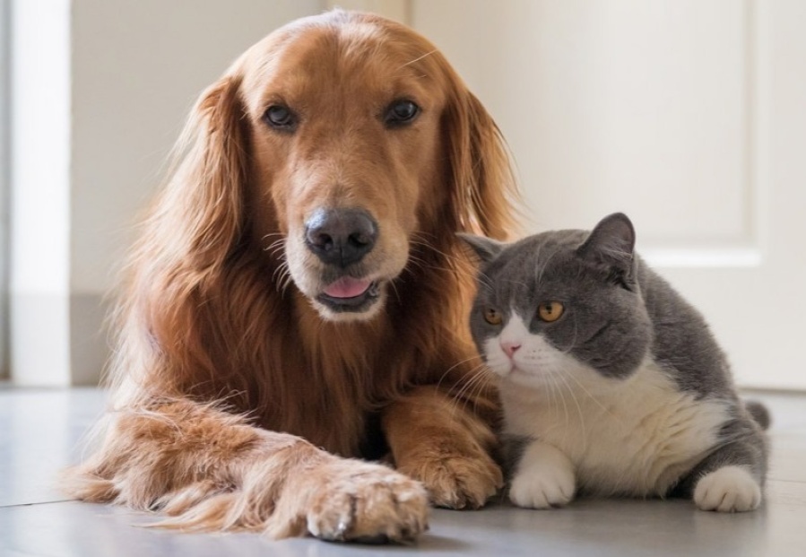 Siete consejos para que cuides a tu mascotas del ruido de la pirotecnia en estas fiestas