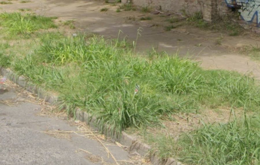 Vecinos pidieron que se corte el pasto detrás del Hospital San Martín de La Plata: ”Ya hay mosquitos”