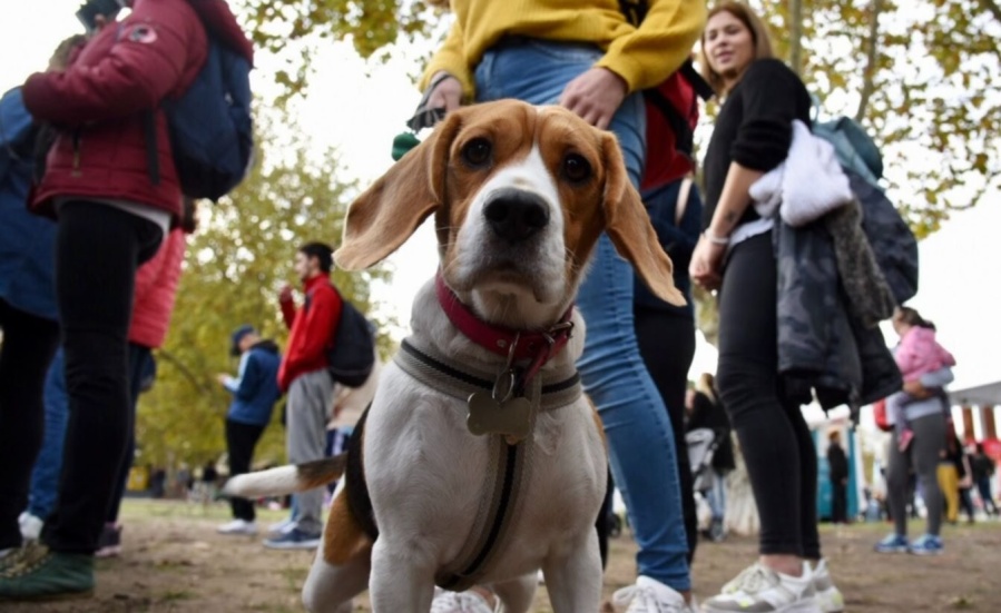 Para perros y gatos, el consultorio móvil de La Plata llega esta semana a Altos de San Lorenzo, San Carlos y Melchor Romero