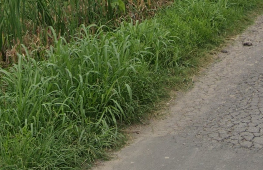 En la zona de 151 y 43 se quejaron por los pastos cada vez más altos