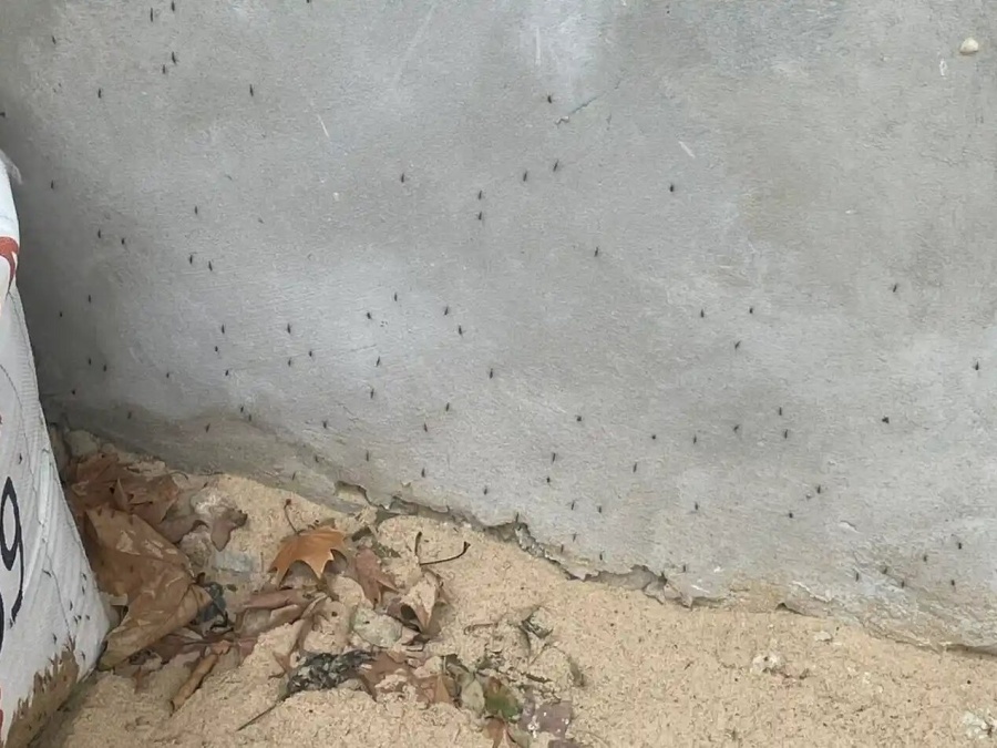 Explicaron porqué sigue la invasión de mosquitos en La Plata