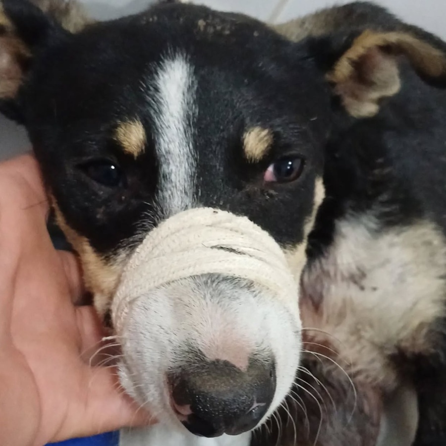 Rescatistas encontraron decenas de cadáveres tras una denuncia por maltrato animal en La Plata