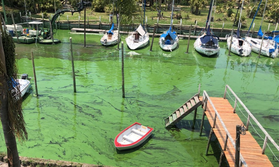 Alerta en Berisso, Ensenada y Magdalena por la presencia de cianobacterias en el Río de La Plata