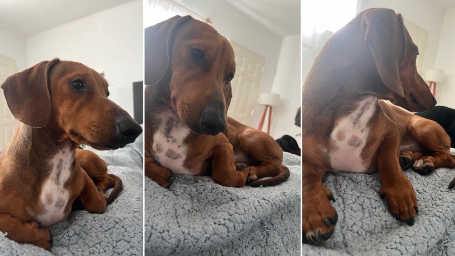 La búsqueda de Toto: una vecina hizo un inusual pedido y ya recibió mensajes por su perro