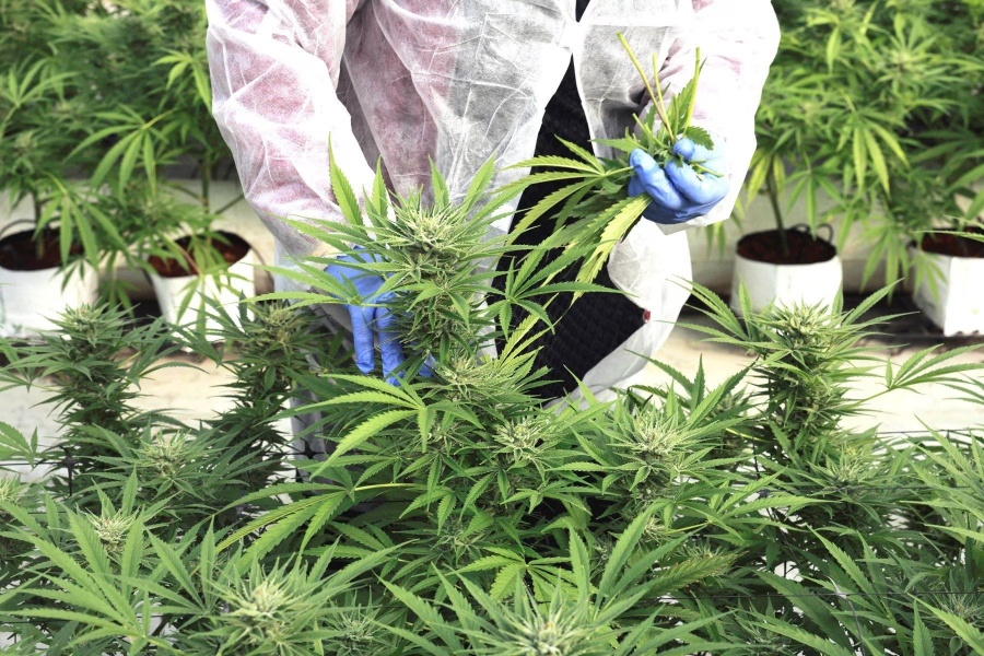El Gobierno reglamentó la Ley de Cannabis Medicinal y creen que se generarán 10 mil empleos