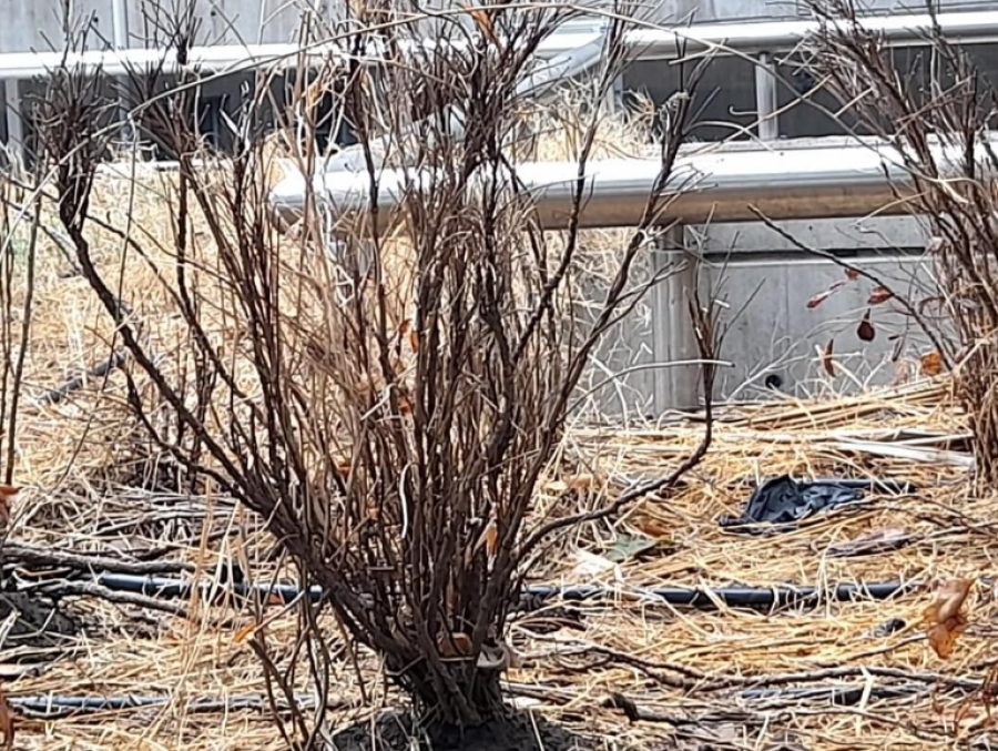 Vecinos del Teatro Argentino denuncian un ”estado de abandono” de la Plaza Seca