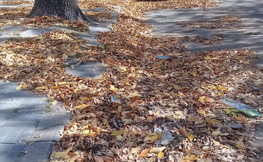 Vecinos de las inmediaciones del Bosque piden que recojan las hojas caídas que ”abundan” en las veredas y calles