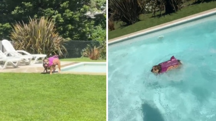 La perrita que se niega a meterse a la pileta sin el cuidado de su dueña