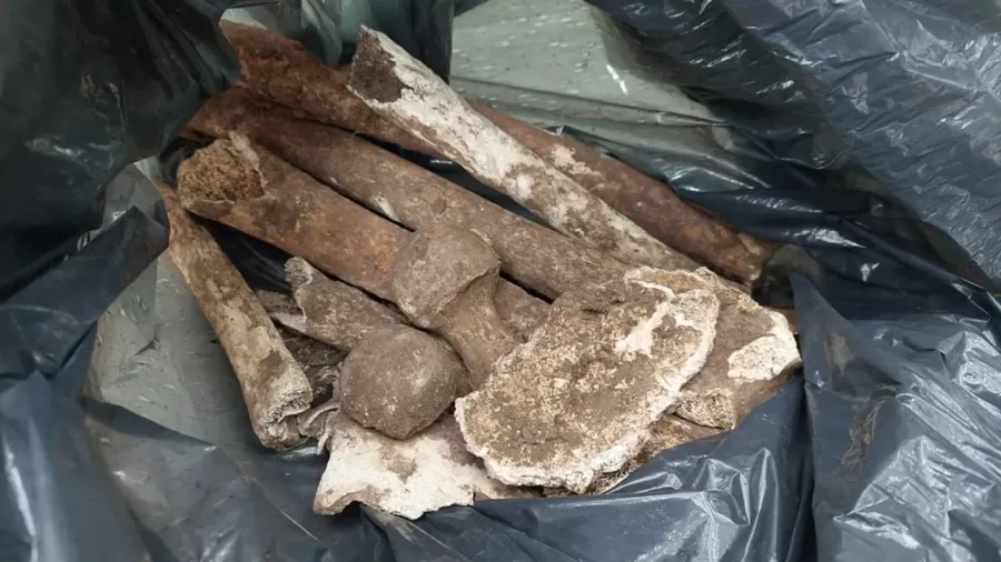 Encontraron una bolsa con huesos humanos y convocaron al Equipo Argentino de Antropología Forense: cuál es la hipótesis