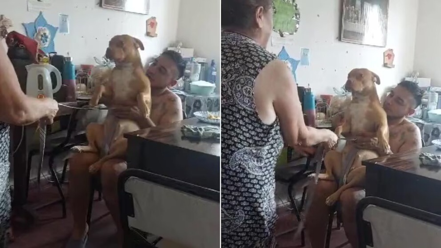 Curaron el empacho de su perro y la reacción del animal se viralizó en TikTok