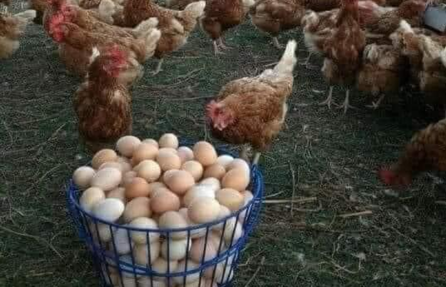 Lo echaron de dos trabajos y ahora es “el rey de los huevos” gracias a una esquina de La Plata: ”La estamos luchando”