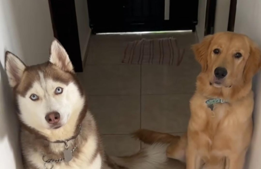 Filmó la relación diaria entre sus perros Golden Retriever y Husky Siberiano y obtuvo una divertida repercusión