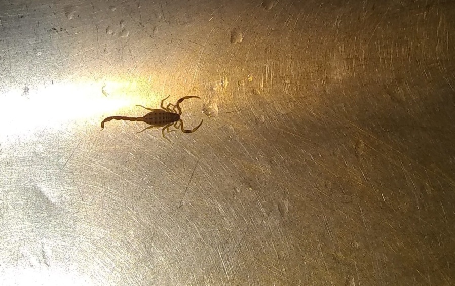 ”Recibimos visitas en casa”: alerta en un barrio de Los Hornos por la presencia de especies peligrosas