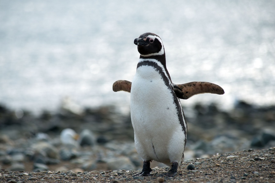 Estaba trabajando como remisero, se subió un pasajero con un pingüino y su enojo se hizo viral: ”Y encima en mi cumpleaños”