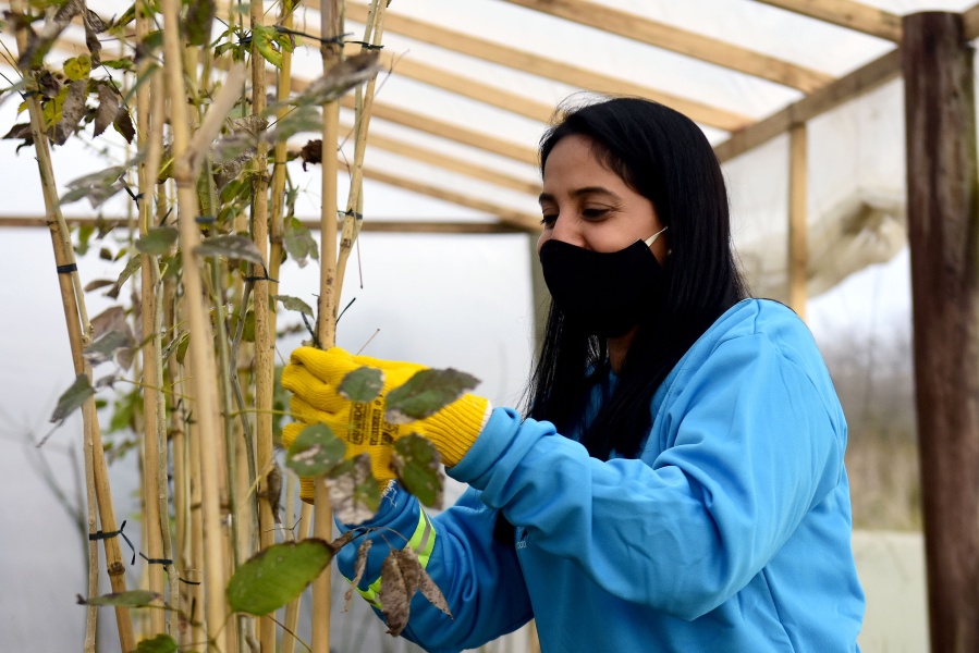 ”Vení, Vení, plantá conmigo”: el municipio platense lanzó un ambicioso programa para mejorar el arbolado público