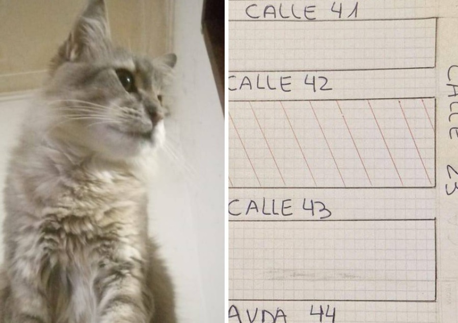 ”Estoy aterrada”: su gato subió a los techos en 24 y 43, lo busca de noche, algunos vecinos trinaron y se judicializó