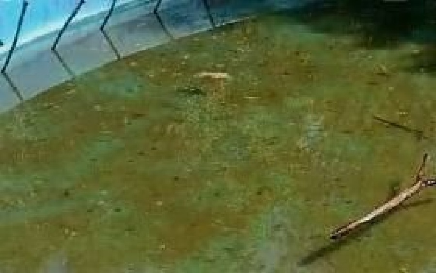 Vecinos de Parque Saavedra reclaman por el estado de los árboles y las fuentes de agua: ”Están llenas de larvas de mosquito”