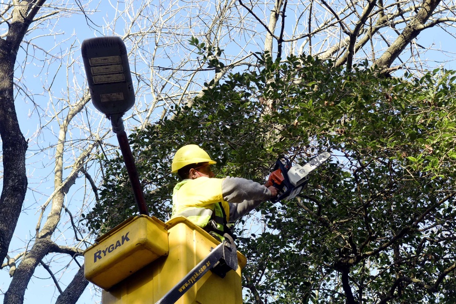 Comenzó la temporada de poda en La Plata y planean intervenir más de 30 mil ejemplares