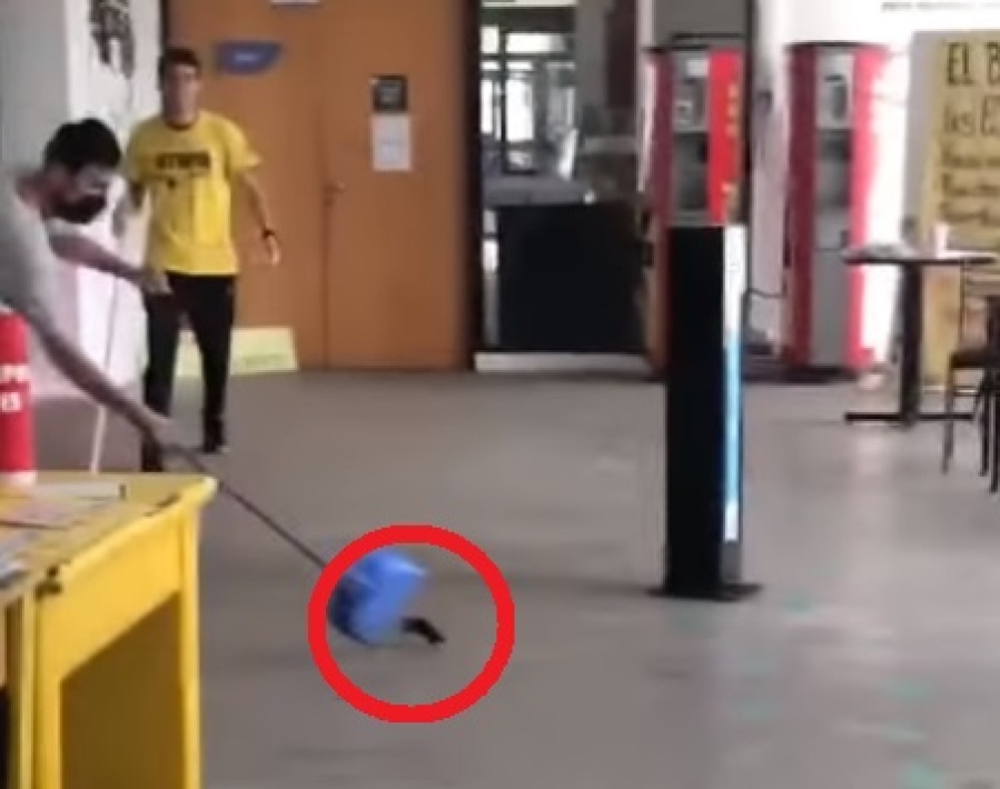 Una rata protagoniza la feroz elección en la Facultad de Psicología de la UNLP: denuncian también insultos y ”arcadas”