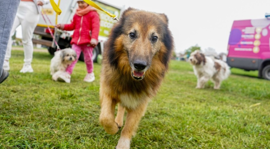 Se realizarán jornadas de vacunación y desparasitación para perros y gatos en Los Hornos, Villa Elvira y San Carlos